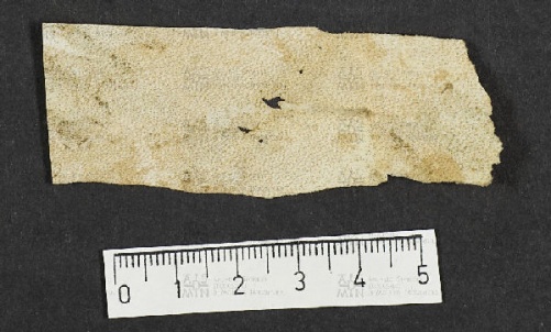Pergamene ebraiche ACMO 1-103, App. 1-3 - pag. 63.5b